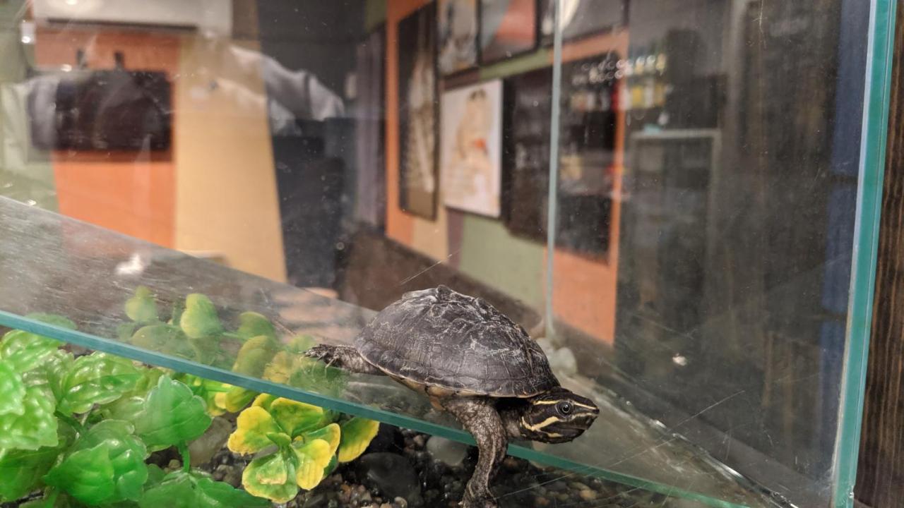 Hostel Ikidane House Tokio Zewnętrze zdjęcie